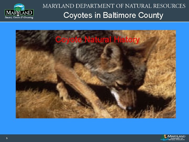 Coyotes in Baltimore County Coyote Natural History 9 