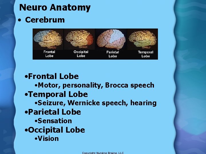 Neuro Anatomy • Cerebrum • Frontal Lobe • Motor, personality, Brocca speech • Temporal