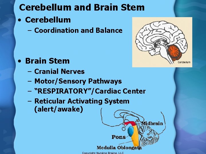 Cerebellum and Brain Stem • Cerebellum – Coordination and Balance • Brain Stem –