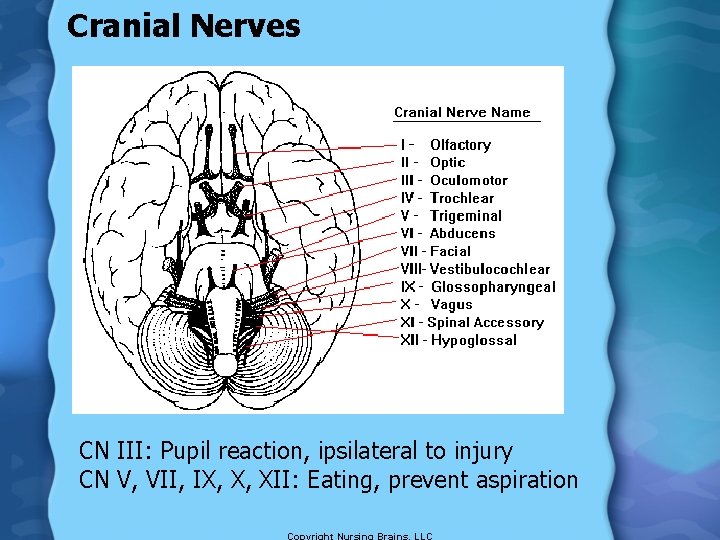 Cranial Nerves CN III: Pupil reaction, ipsilateral to injury CN V, VII, IX, X,