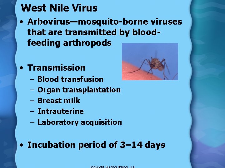 West Nile Virus • Arbovirus—mosquito-borne viruses that are transmitted by bloodfeeding arthropods • Transmission