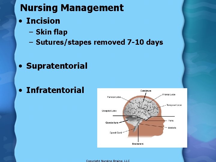 Nursing Management • Incision – Skin flap – Sutures/stapes removed 7 -10 days •