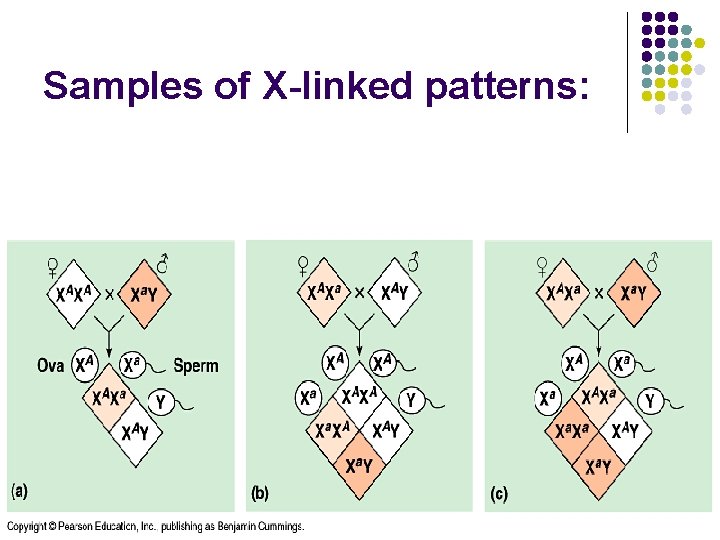 Samples of X-linked patterns: 