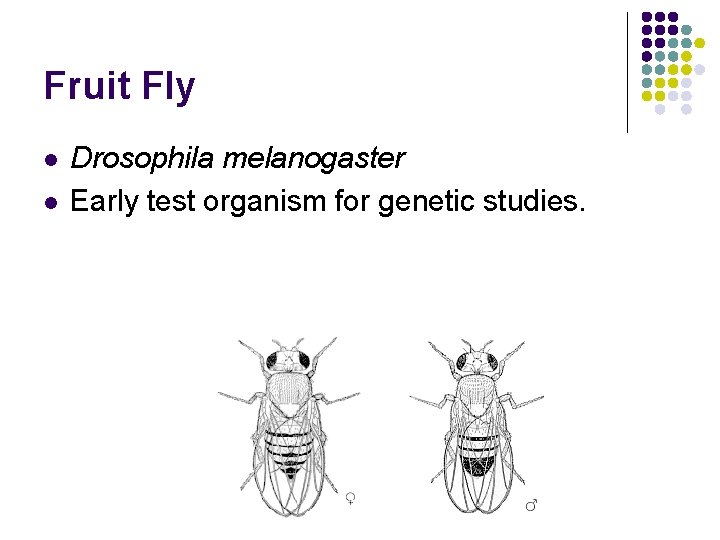 Fruit Fly l l Drosophila melanogaster Early test organism for genetic studies. 