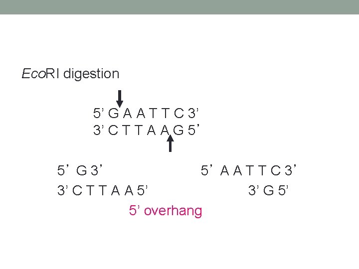 Eco. RI digestion 5’ G A A T T C 3’ 3’ C T