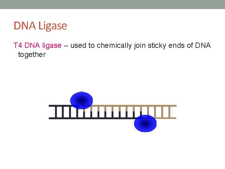 BIOTECHNOLOGY What can we do with DNA Biotechnology