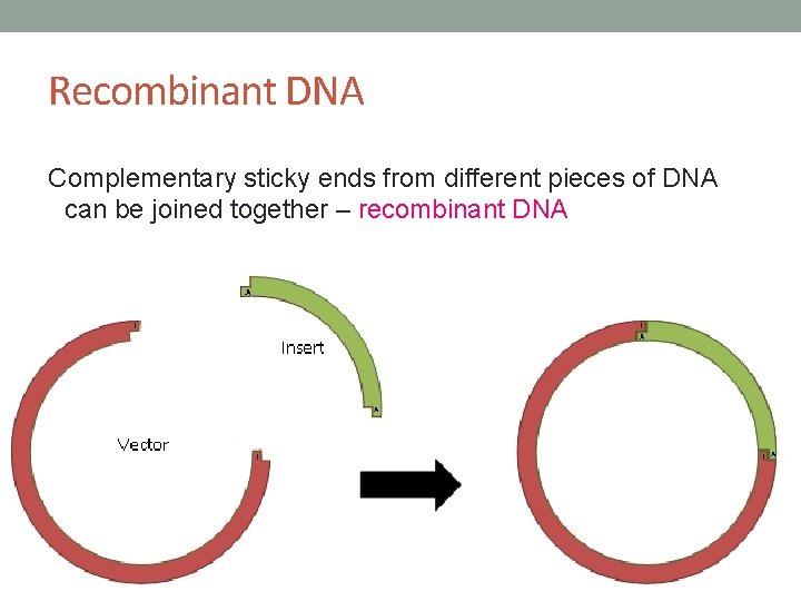 Recombinant DNA Complementary sticky ends from different pieces of DNA can be joined together