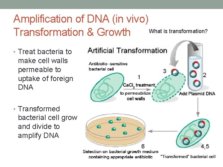 Amplification of DNA (in vivo) What is transformation? Transformation & Growth • Treat bacteria