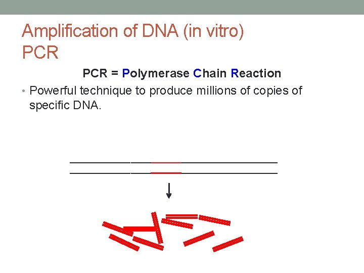 Amplification of DNA (in vitro) PCR = Polymerase Chain Reaction • Powerful technique to