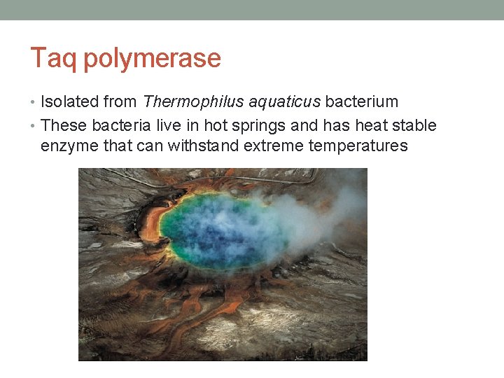 Taq polymerase • Isolated from Thermophilus aquaticus bacterium • These bacteria live in hot