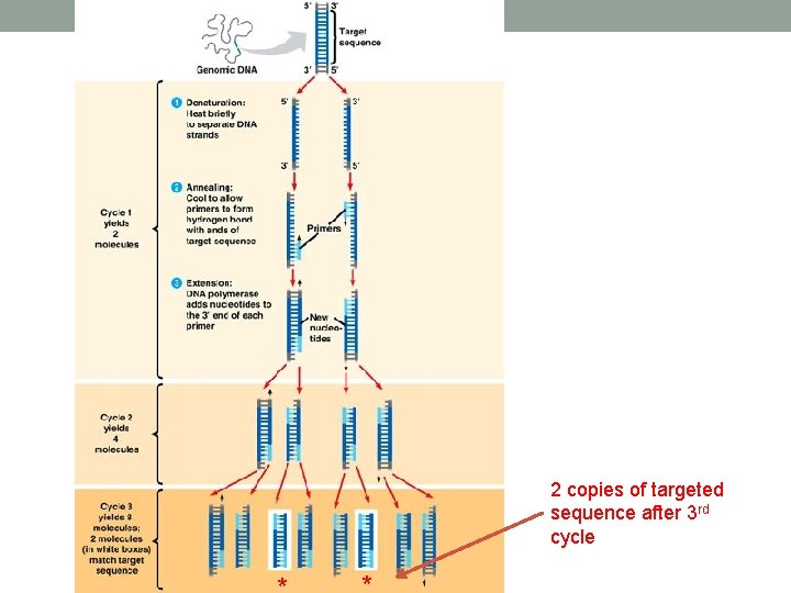 2 copies of targeted sequence after 3 rd cycle 