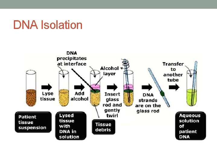 DNA Isolation 