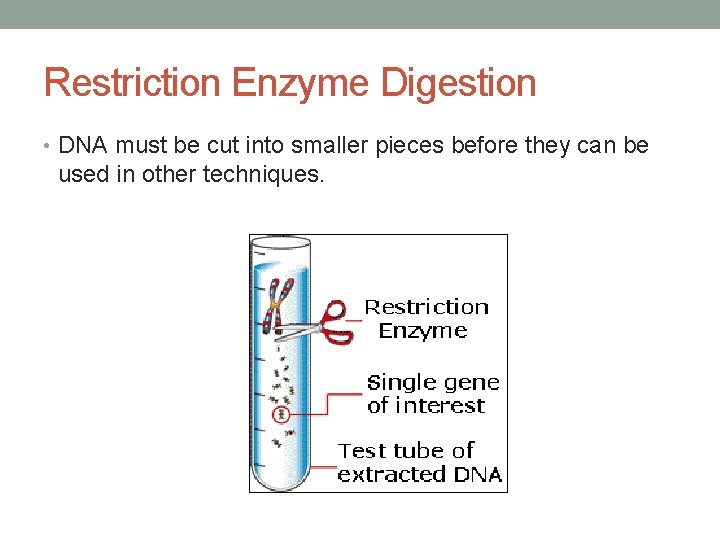 Restriction Enzyme Digestion • DNA must be cut into smaller pieces before they can