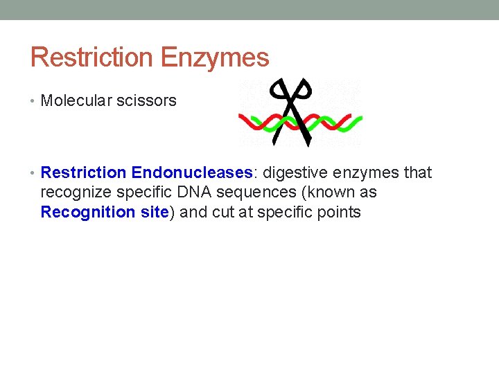Restriction Enzymes • Molecular scissors • Restriction Endonucleases: digestive enzymes that recognize specific DNA