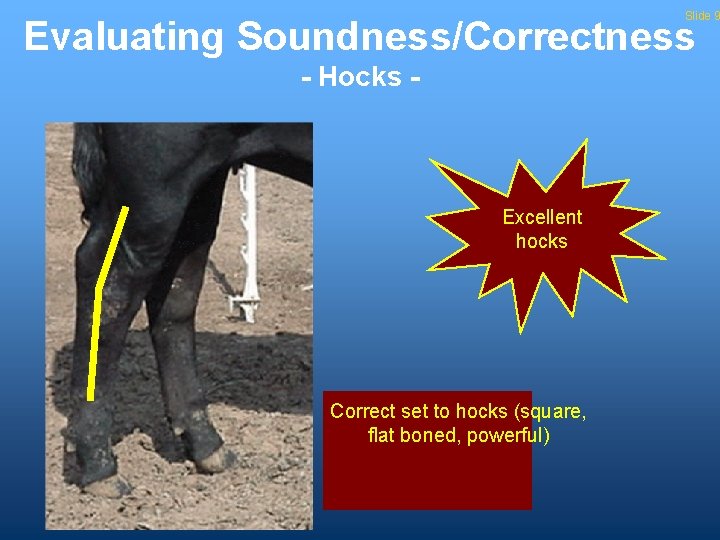 Slide 9 Evaluating Soundness/Correctness - Hocks - Excellent hocks Correct set to hocks (square,