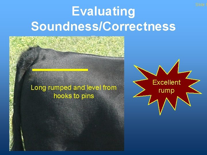 Evaluating Soundness/Correctness - Rump - Long rumped and level from hooks to pins Excellent