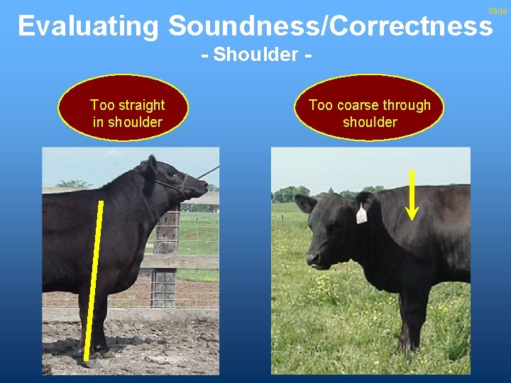 Slide 1 Evaluating Soundness/Correctness - Shoulder Too straight in shoulder Too coarse through shoulder