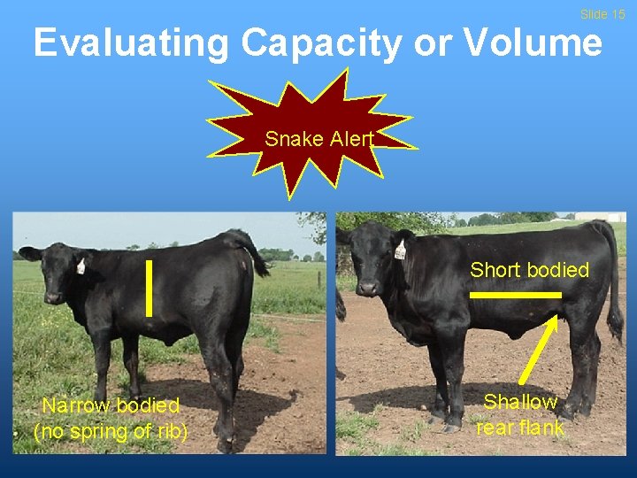 Slide 15 Evaluating Capacity or Volume Snake Alert Short bodied Narrow bodied (no spring