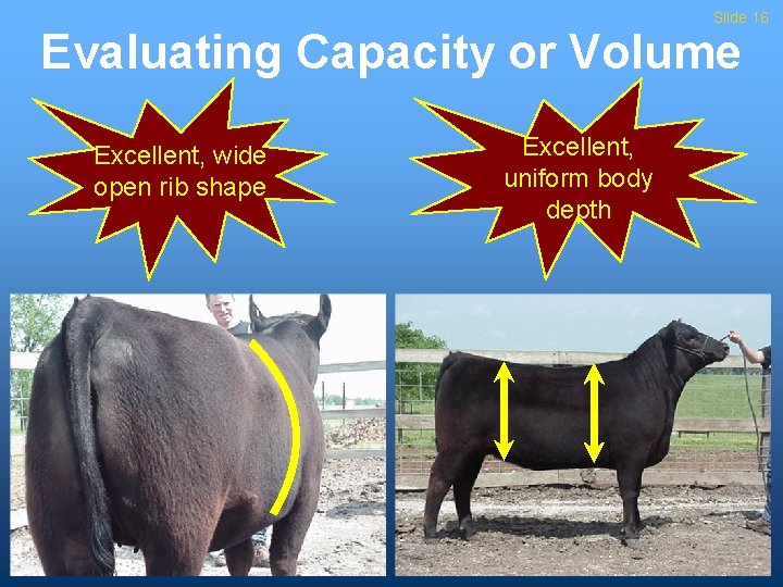 Slide 16 Evaluating Capacity or Volume Excellent, wide open rib shape Excellent, uniform body