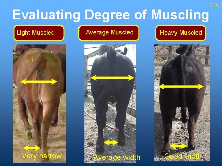 Evaluating Degree of Muscling Light Muscled Very narrow Average Muscled Average width Heavy Muscled