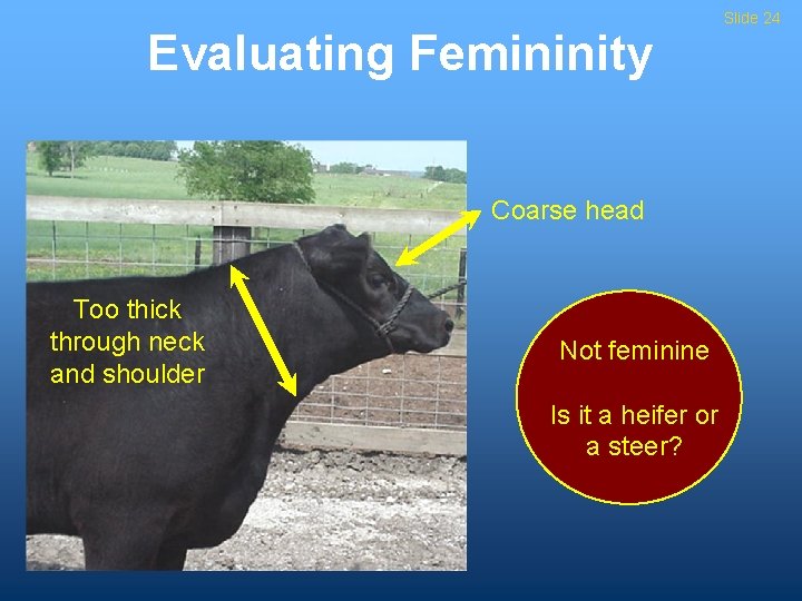 Evaluating Femininity Coarse head Too thick through neck and shoulder Not feminine Is it