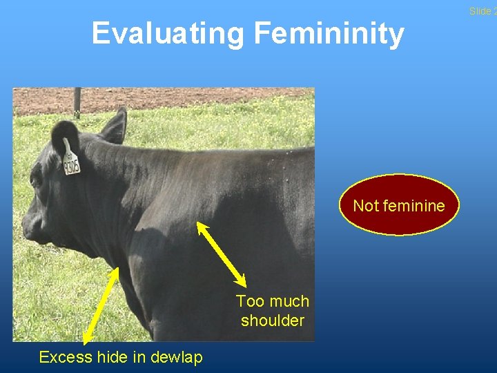 Evaluating Femininity Not feminine Too much shoulder Excess hide in dewlap Slide 2 