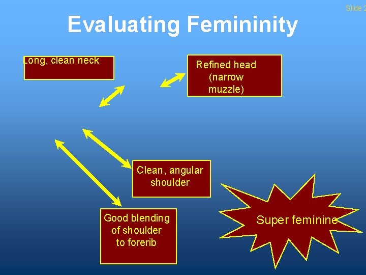 Evaluating Femininity Long, clean neck Refined head (narrow muzzle) Clean, angular shoulder Good blending