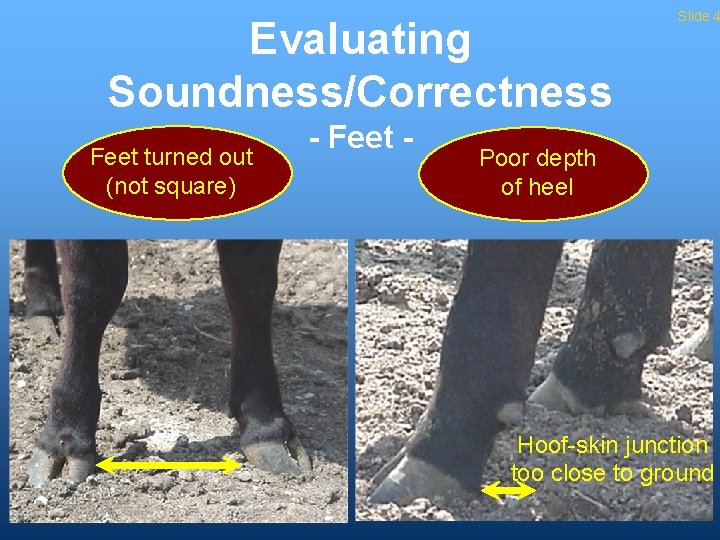 Evaluating Soundness/Correctness Feet turned out (not square) - Feet - Slide 4 Poor depth