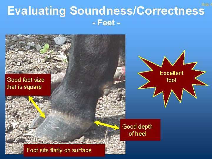 Slide 5 Evaluating Soundness/Correctness - Feet - Excellent foot Good foot size that is