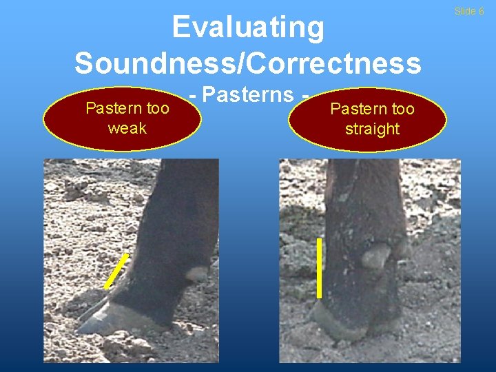 Evaluating Soundness/Correctness Pastern too weak - Pasterns - Pastern too straight Slide 6 