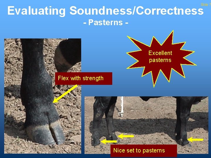 Slide 7 Evaluating Soundness/Correctness - Pasterns - Excellent pasterns Flex with strength Nice set