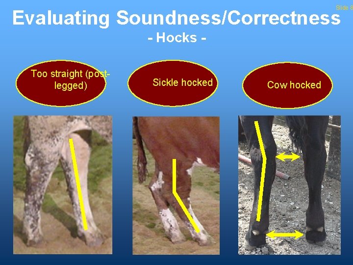 Slide 8 Evaluating Soundness/Correctness - Hocks Too straight (postlegged) Sickle hocked Cow hocked 