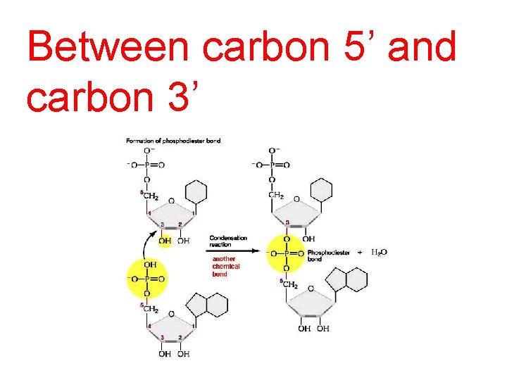 Between carbon 5’ and carbon 3’ 