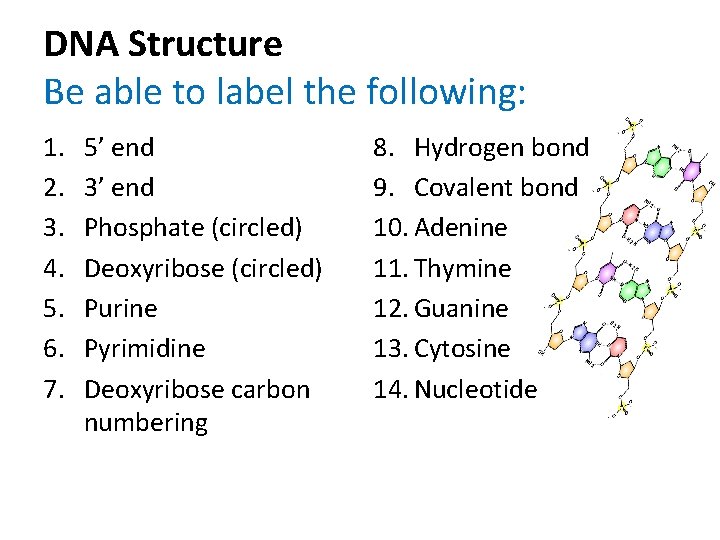 DNA Structure Be able to label the following: 1. 2. 3. 4. 5. 6.