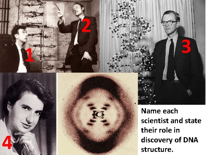 2 1 4 3 Name each scientist and state their role in discovery of