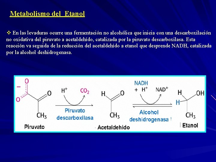 Metabolismo del Etanol v En las levaduras ocurre una fermentación no alcohólica que inicia