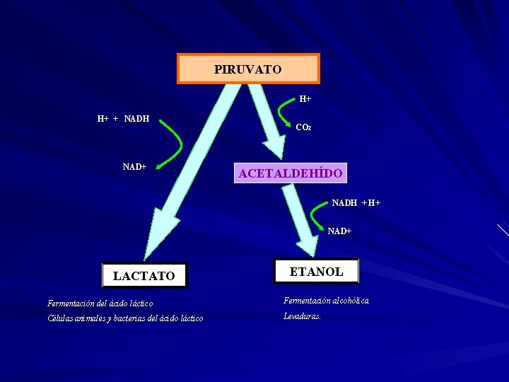 PIRUVATO H+ H+ + NADH NAD+ CO 2 ACETALDEHÍDO NADH + H+ NAD+ LACTATO