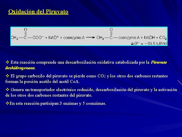 Oxidación del Piruvato v Esta reacción comprende una descarboxilación oxidativa catabolizada por la Piruvato