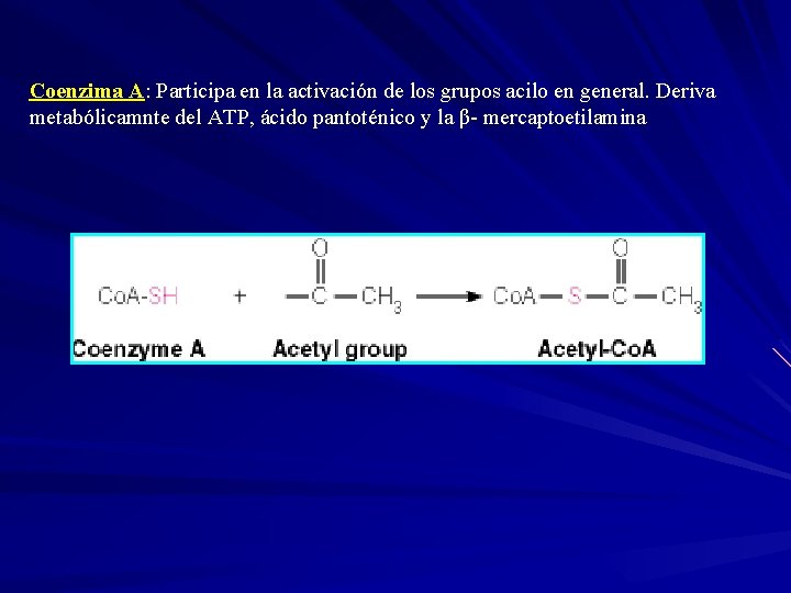 Coenzima A: Participa en la activación de los grupos acilo en general. Deriva metabólicamnte
