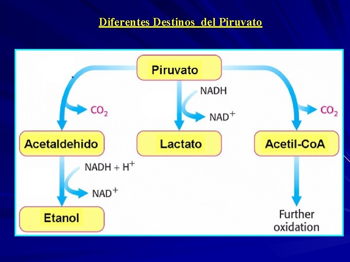 Diferentes Destinos del Piruvato 