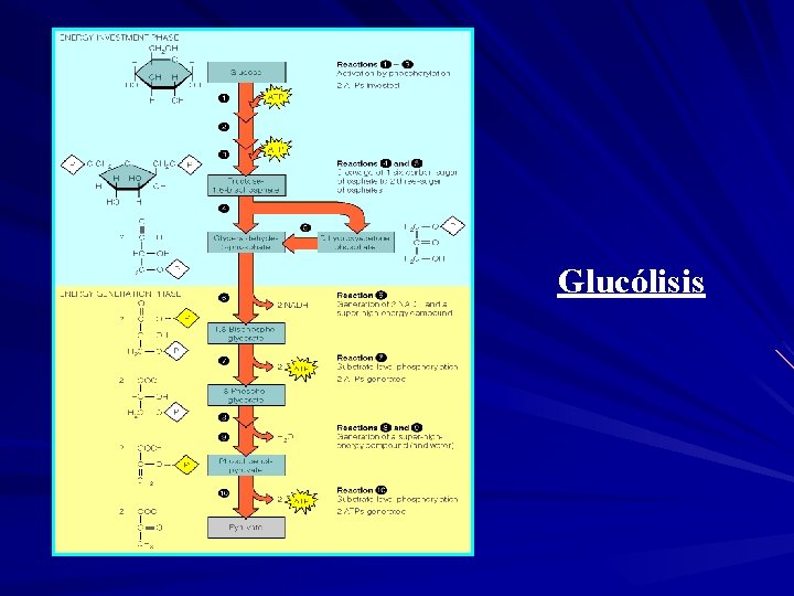 Glucólisis 