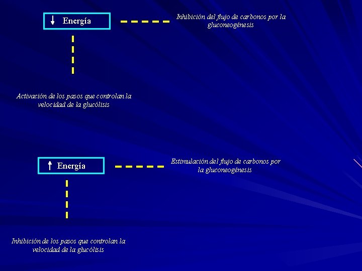 Energía Inhibición del flujo de carbonos por la gluconeogénesis Activación de los pasos que