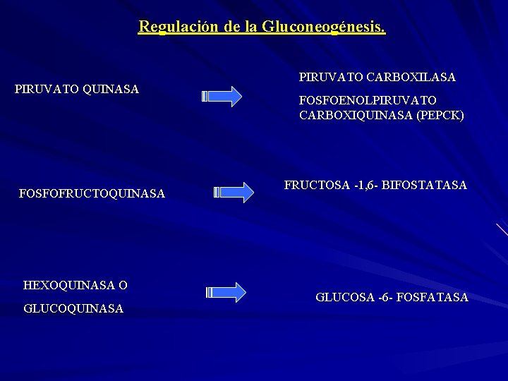 Regulación de la Gluconeogénesis. PIRUVATO QUINASA FOSFOFRUCTOQUINASA HEXOQUINASA O GLUCOQUINASA PIRUVATO CARBOXILASA FOSFOENOLPIRUVATO CARBOXIQUINASA