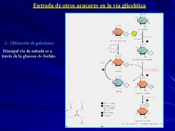 Entrada de otros azucares en la vía glicolítica 1. - Utilización de galactosa: Principal