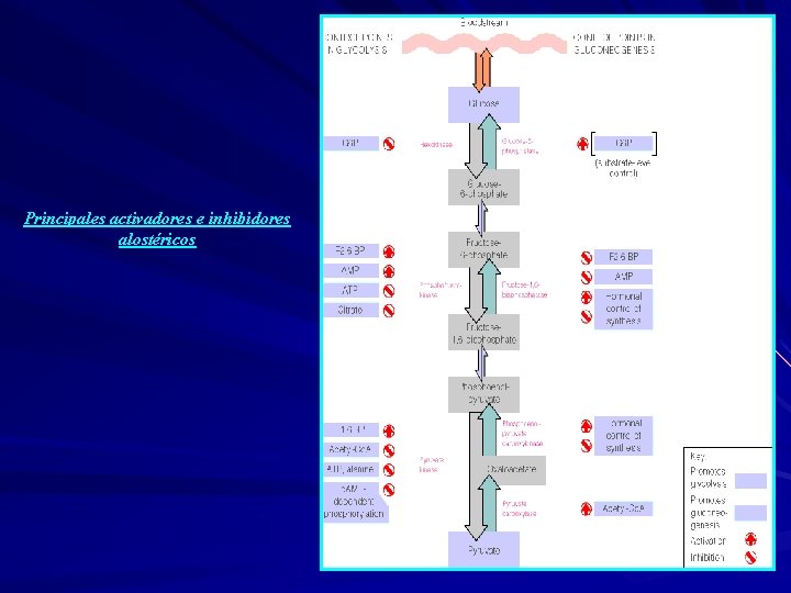 Principales activadores e inhibidores alostéricos 