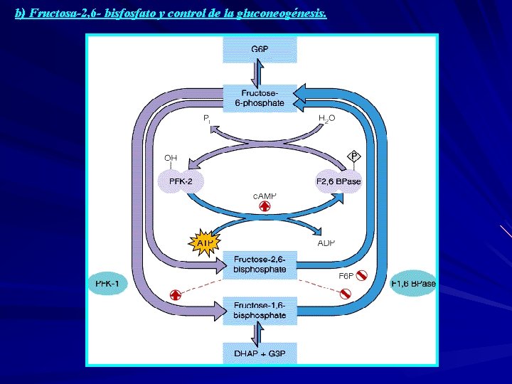 b) Fructosa-2, 6 - bisfosfato y control de la gluconeogénesis. 