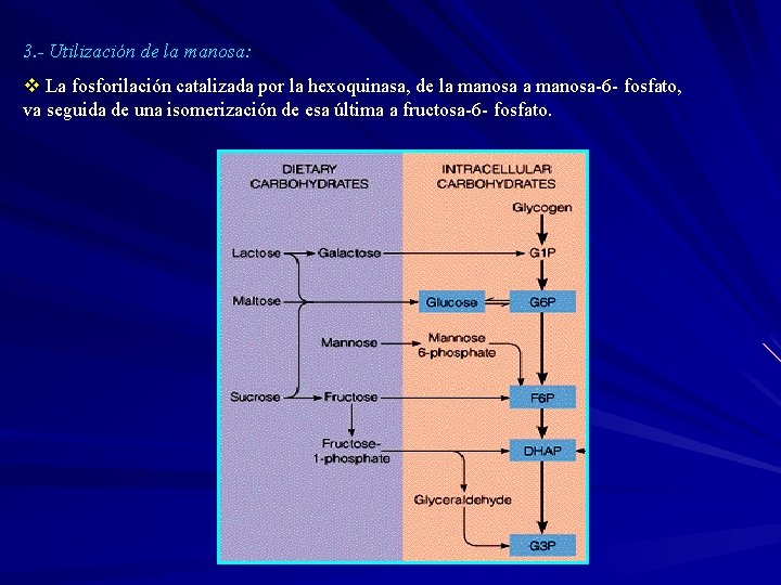 3. - Utilización de la manosa: v La fosforilación catalizada por la hexoquinasa, de