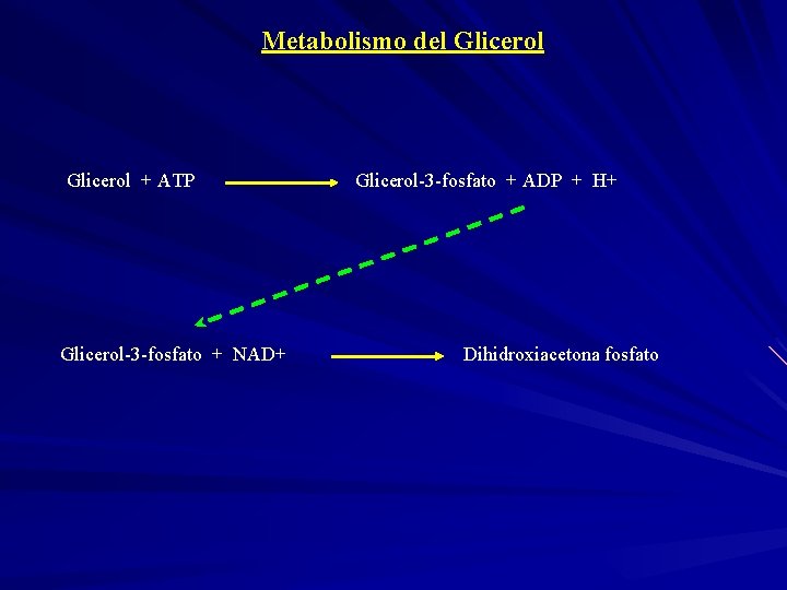 Metabolismo del Glicerol + ATP Glicerol-3 -fosfato + NAD+ Glicerol-3 -fosfato + ADP +