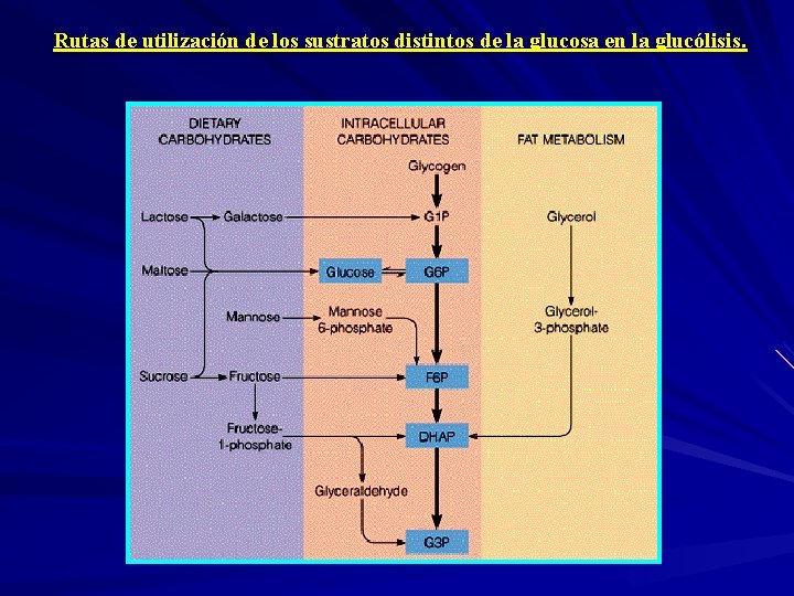 Rutas de utilización de los sustratos distintos de la glucosa en la glucólisis. 
