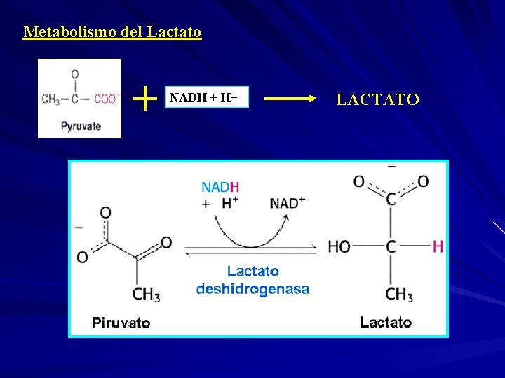 Metabolismo del Lactato NADH + H+ LACTATO 
